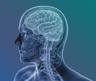Акция МРТ головного мозга + сосуды